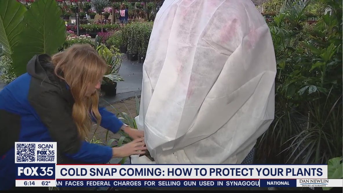 Freezing temps incoming, protect tropical plants, trees